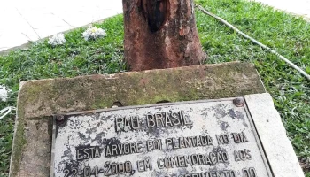 Árvore Pau Brasil - 224