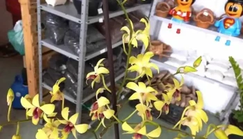 Deka flores - Silva Jardim