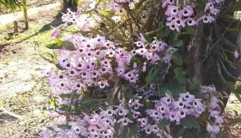 Natureza & Art - Floricultura e Paisagismo - Quatis