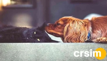 PetShow Dogs & Cats - Rio Das Flores