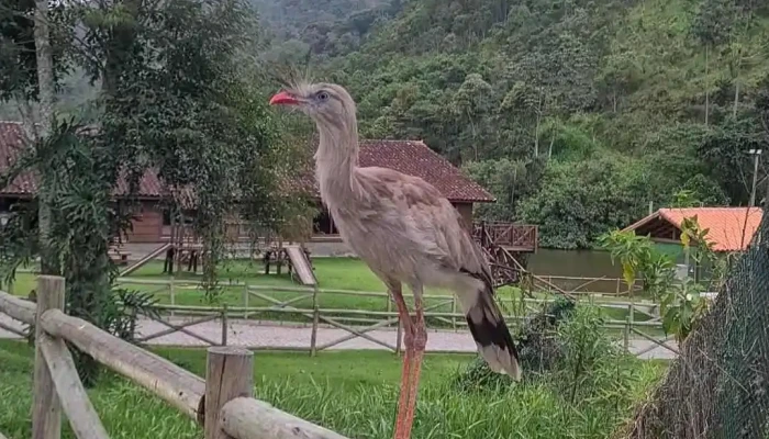 Agro E Pet Itatiaia -  Videos - Itatiaia