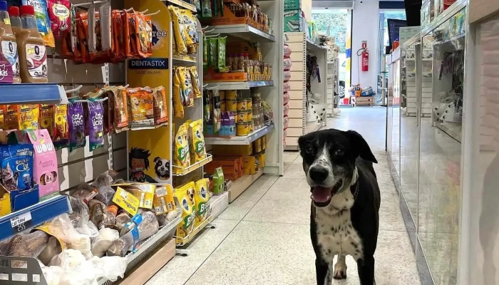 Casa Dos Gauchos Em Paraty Racoes Para Caes Gatos E Passaros Medicamentos Acessorios Para Animais Pets Aquario E Peixes Do Proprietario - Paraty