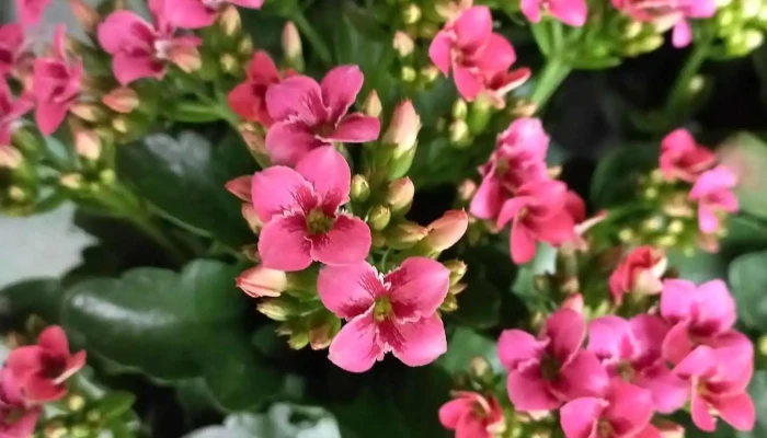 Deka Flores -  Flor - Silva Jardim