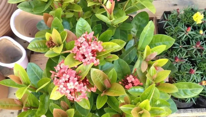 Deka Flores -  Jardim - Silva Jardim