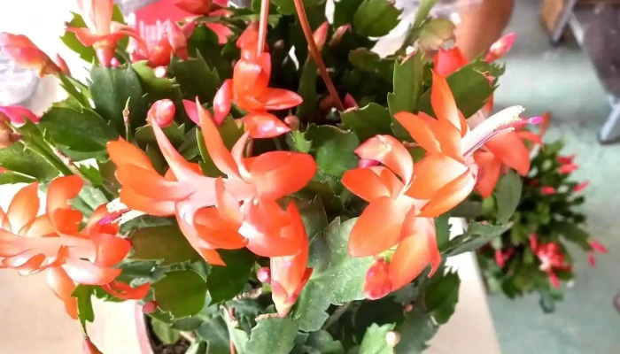 Deka Flores -  Tudo - Silva Jardim