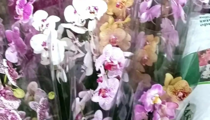 Deka Flores -  Videos - Silva Jardim