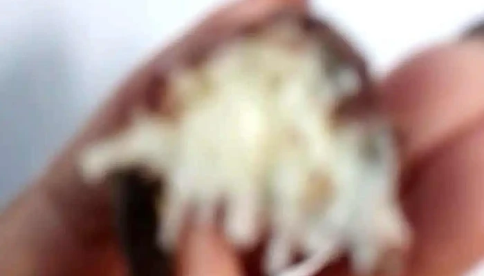 Doceria Da Tete Videos - Cantagalo