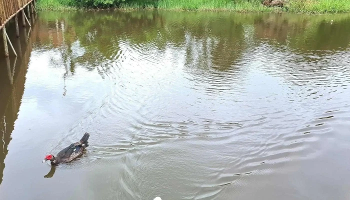 Espaco Ecologico Celia Barbosa Da Silva   Lagoa De Bulcao Catalogo - Iguaba Grande