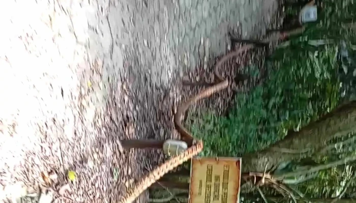Espaco Ecologico Celia Barbosa Da Silva   Lagoa De Bulcao Fotos - Iguaba Grande