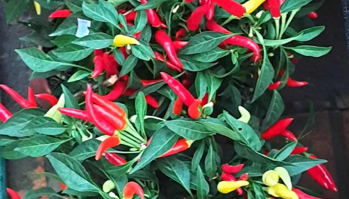 Flora Paraty -  Precos - Paraty