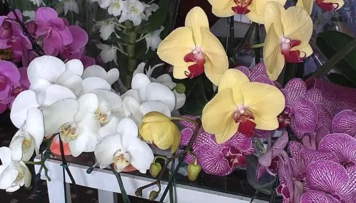 Floricultura Folhas E Flores -  Tudo - Porciúncula