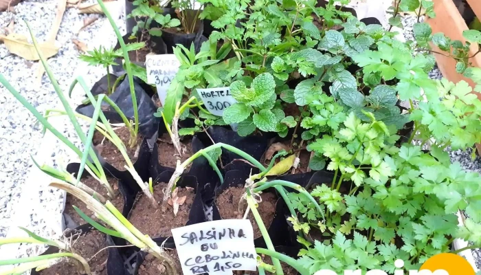 Horto Bambu Mirim Cordeiro Rj -  Do Proprietario - Cordeiro