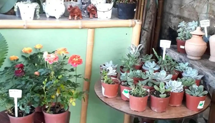 Horto Bambu Mirim Cordeiro Rj -  Tudo - Cordeiro