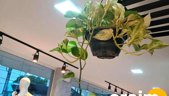 Mensageiro Do Rei Jardinagem Floricultura Terra Adubada Do Proprietario - Quissamã