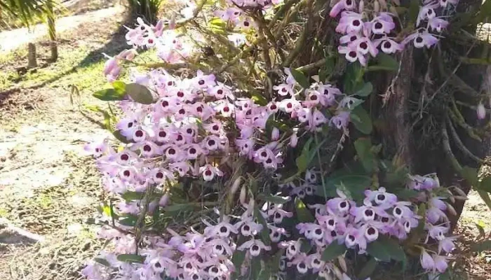 Natureza & Art - Floricultura e Paisagismo - Quatis