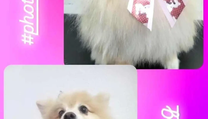 Pet Center Mangaratiba -  Videos - Mangaratiba