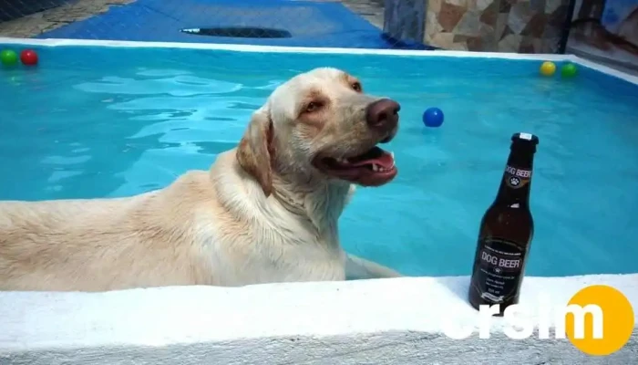 Pet House Veterinaria Itatiaia   Rj Cachorro - Itatiaia
