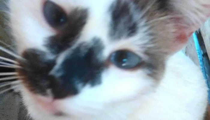 Pet Shop Mundo Pet I Veterinaria Popular I Paracambi Aberto Agora - Paracambi