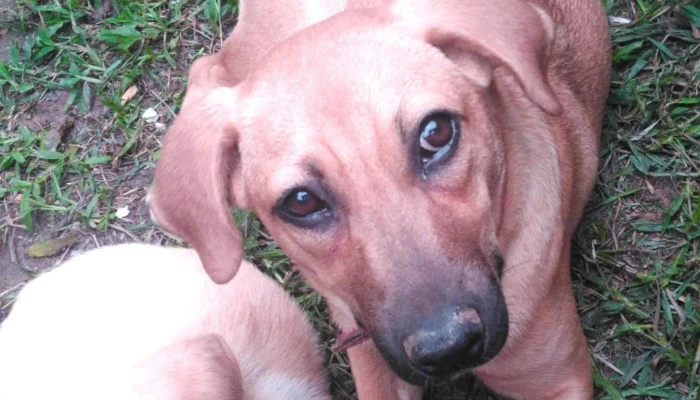 Pet Shop Mundo Pet I Veterinaria Popular I Paracambi Localizacao - Paracambi