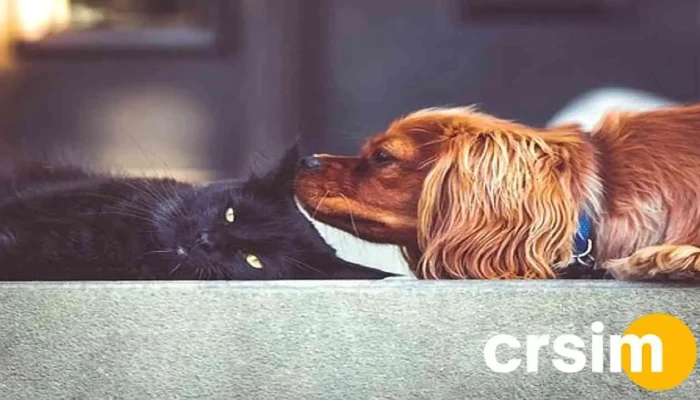 PetShow Dogs & Cats - Rio Das Flores
