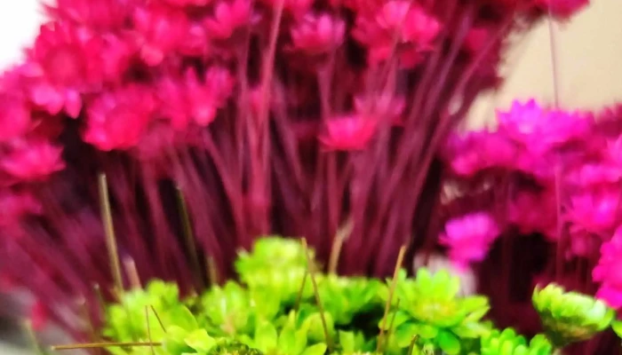 Portal Das Flores Marica Opinioes - Maricá