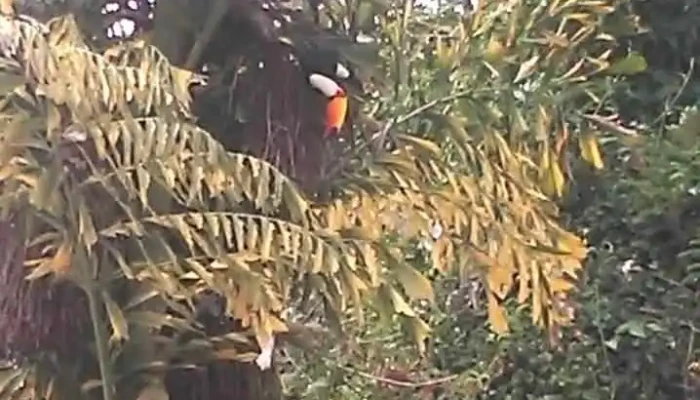 Pousada Hibiscos -  Videos - Rio Das Flores
