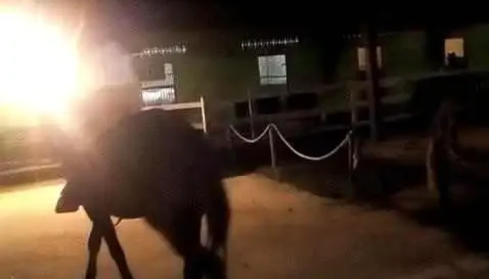 Tangua Cell -  Videos - Tanguá